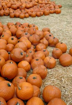 Royalty Free Photo of Pumpkins