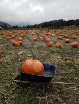 Royalty Free Photo of a Bunch of Pumpkins