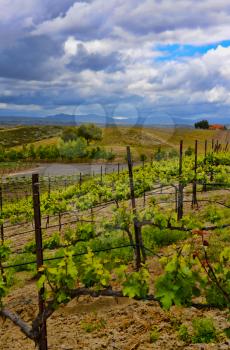 Royalty Free Photo of the Vineyards of Temecula, California