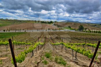 Royalty Free Photo of Vineyards of Temecula, California