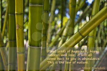 Royalty Free Photo of a Quote and Bamboo