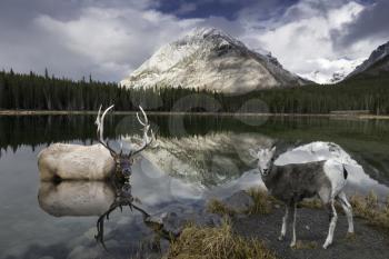 A young Rocky Mountain Sheep at Reflective Buller Pond in Canada's Alberta Rockie Mountains