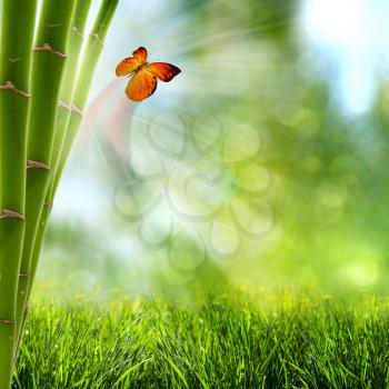 abstract summer backgrounds with bamboo forest and butterfly