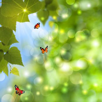 Abstract summer backgrounds with sun beam and butterfly