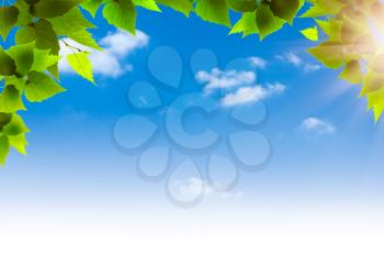 Green foliage against blue skies, natural backgrounds