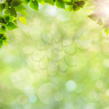 Green leaves. Abstract natural backgrounds for your design