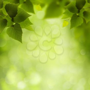Natural Beauty. Abstract eco backgrounds for your design