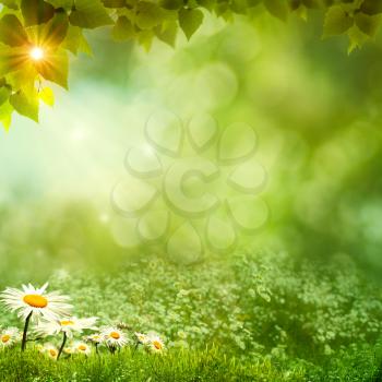 Sunny day on the meadow, environmental backgrounds