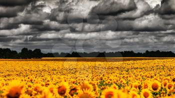 Royalty Free Photo of a Field of Sunflowers With an Overcast Sky
