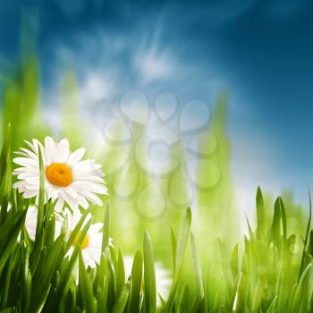 Royalty Free Photo of Daisies in the Grass