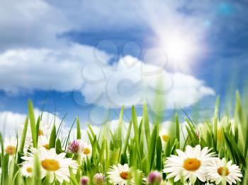 Beauty summer, abstract environmental backgrounds with daisy flowers