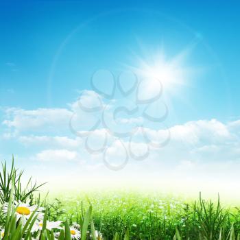 Beauty summer, abstract environmental backgrounds with daisy flowers