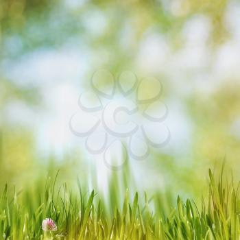 Green grass on the noon, abstract natural backgrounds 