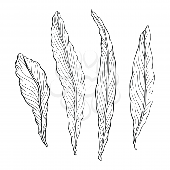Types of leaf. Outline leaves of different types, isolated on white background. Hand drawn Monochrome realistic illustration
