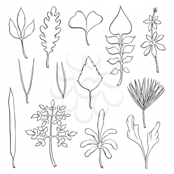 Types of leaf. Outline leaves of different types, isolated on white background. Hand drawn Monochrome realistic illustration