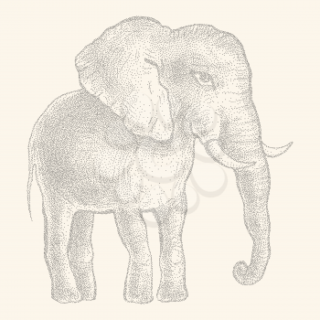 Elephant. Hand drawn Vector illustration, Vintage style