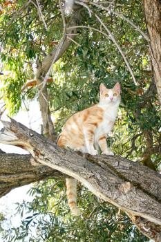 Royalty Free Photo of a Cat in a Tree