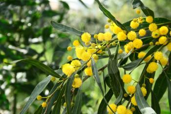 Royalty Free Photo of a Mimosa With Flowers