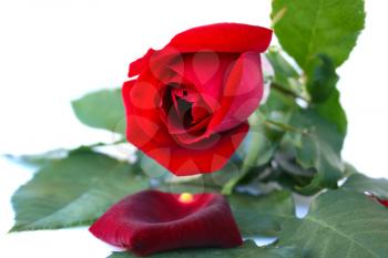 Royalty Free Photo of a Red Rose