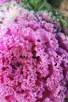 Royalty Free Photo of a Pink Cabbage Flower