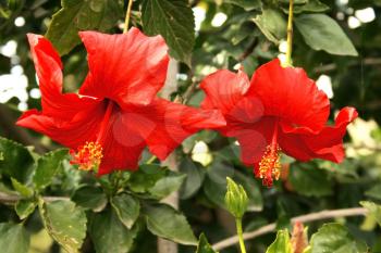 Royalty Free Photo of Red Hibiscus Flowers
