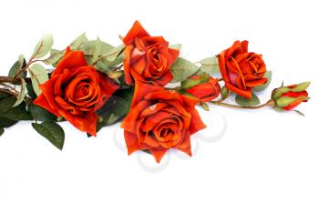 Royalty Free Photo of Roses