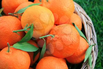 Royalty Free Photo of Tangerines in a Basket