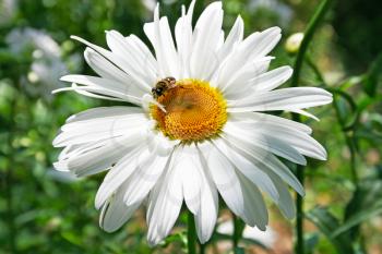 Royalty Free Photo of a Bee on a Chamomile Flower