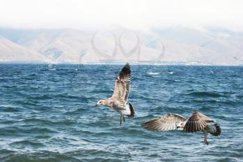 Royalty Free Photo of Seagulls Flying Over Lake Sevan