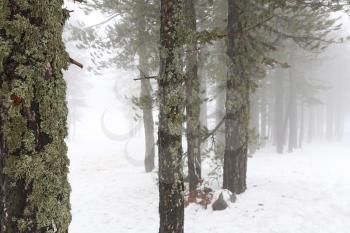 Winter foggy day in mountain Troodos in Cyprus.