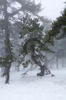 Winter foggy day in mountain Troodos in Cyprus.