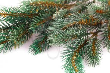 Christmas tree branch  isolated on white background.