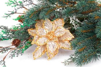 Christmas decoration with flower and fir-tree branch.