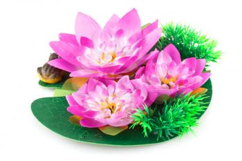 Pink lotus flowers and frog isolated on white background.
