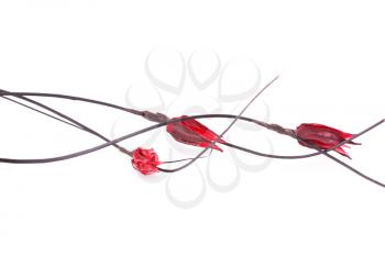 Red dried flowers isolated on white background.