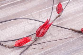 Red dried flowers on wooden background.