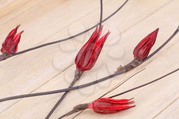 Red dried flowers on wooden background.