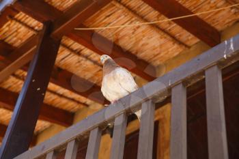 Pigeon sitting on the balcony in old Kakopetria village, Cyprus.
