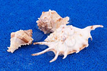 Three sea shells on blue background.