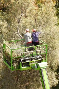 Two gardeners on lifting car platform, trimming the tree.