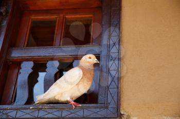 Pigeon sitting on the window in old Kakopetria village, Cyprus.