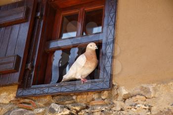 Pigeon sitting on the window in old Kakopetria village, Cyprus.