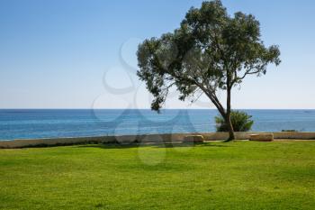 Landscape with the tree and Mediterranean sea in Cyprus.