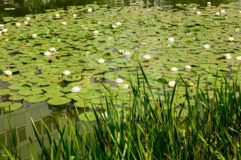White lotus flowers with green leaves on surface of pond.