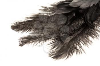 Black feathers on a white background, closeup picture.