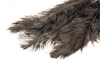 Ostrich black feathers on a white background, closeup picture.