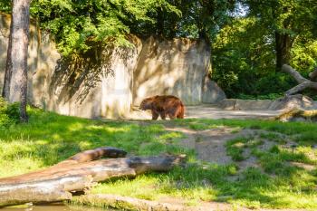 Brown bear walking in the zoo.