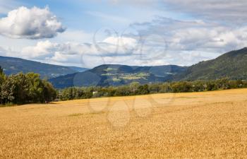 Landscape with wheat field, village and sky in Norway.