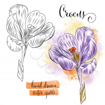 botanical art watercolor crocus flower, vector format