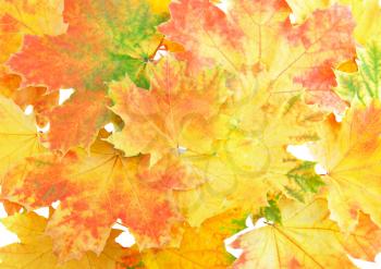 Background, wallpaper-perfect autumn leaf over white. Isolated